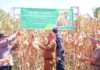 Wakil walikota, forkopinda an petani memanen jagung di tengah ladang jagung kering di kecamatan Payakumbuh Timur
