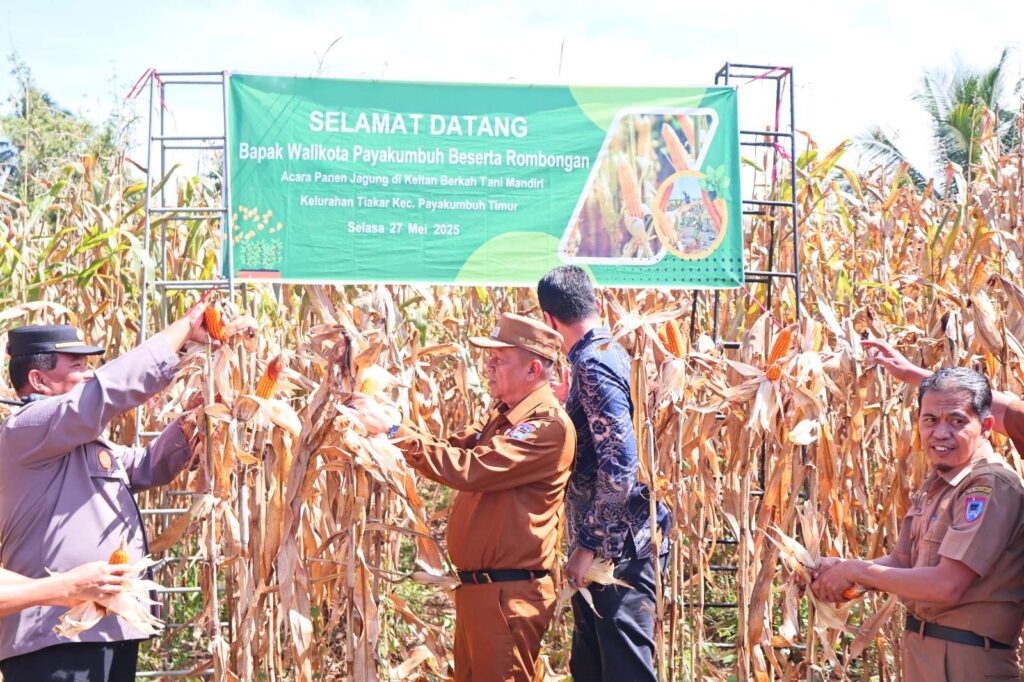 Wakil walikota, forkopinda an petani memanen jagung di tengah ladang jagung kering di kecamatan Payakumbuh Timur