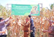 Wakil walikota, forkopinda an petani memanen jagung di tengah ladang jagung kering di kecamatan Payakumbuh Timur