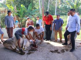 Proses penyembelihan sapi kurban oleh panitia dan warga saat Idul Adha 1446 H di Musala Nurul Iman, Kelurahan Talang, Payakumbuh Barat