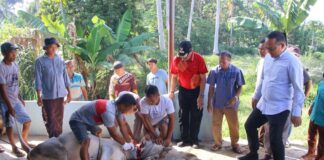 Proses penyembelihan sapi kurban oleh panitia dan warga saat Idul Adha 1446 H di Musala Nurul Iman, Kelurahan Talang, Payakumbuh Barat