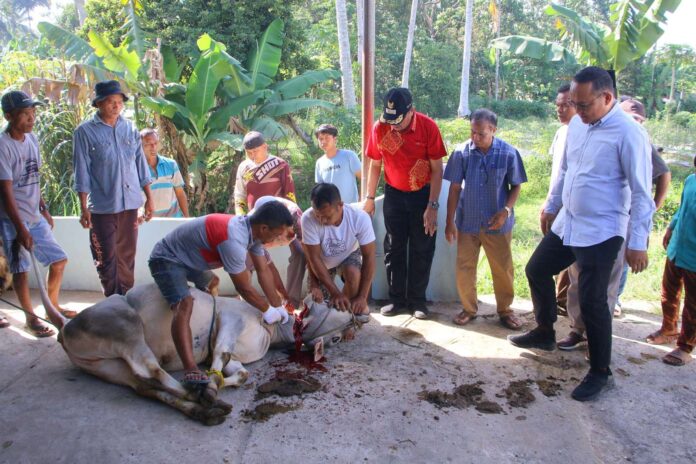 Proses penyembelihan sapi kurban oleh panitia dan warga saat Idul Adha 1446 H di Musala Nurul Iman, Kelurahan Talang, Payakumbuh Barat