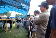 Pemko Payakumbuh Kembangkan Potensi Peternakan dan Kesejahteraan Peternak Melalui Kontes Kambing PE Wali Kota Cup 2026